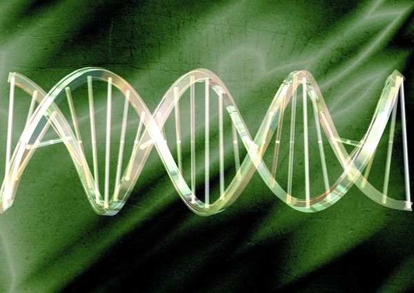女性瘦身秘方：具科学的肠道SPA理疗术